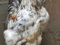 براهما — عکس 1