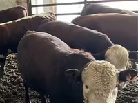 Toro, Simmental cattle — foto 4