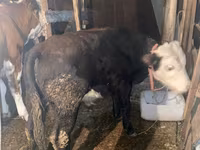 Býk, Kazachská bílá hlava kráva — foto 1