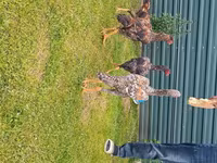 Chickens — foto 2