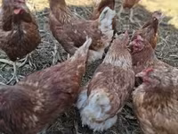 Chickens — ảnh 3