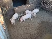 Babi hutan, Pigs — foto 1