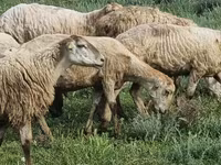 Biri-biri (lot, jantina tidak dinyatakan), Sheep — foto 1