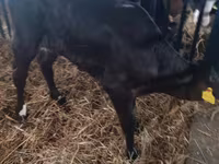 Sapi, Limousin cow — foto 4