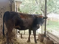 گاو ماده, Swiss cattle — عکس 3