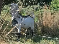 بکرا, Nubian Goat — تصویر 5