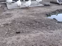 Chickens — φωτογραφία 3