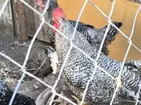 Chickens — تصویر 3