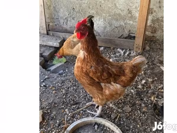 Chickens