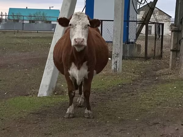 गाय, Simmental cattle