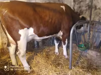Lembu betina, Simmental cattle — foto 2