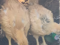 Chickens — fotografija 4
