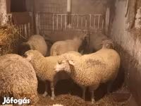 Хонь, Хонь — 1 зураг