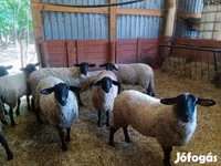 Biri-biri betina, White Suffolk sheep — foto 4
