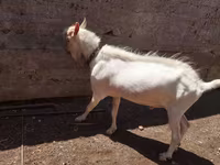 بکرا, Saanen goat — تصویر 6