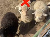 암양, 양 — 사진 3