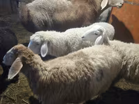 Ovan, Arashan sheep — fotografija 1