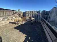 Kambing jantan, Sheep — foto 2