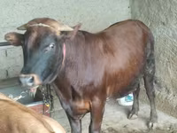 ወንድ በሬ, Cattle — ፎቶ 4