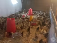 Chickens — foto 3