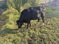 گاو ماده, گاو — عکس 1