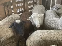 Biri-biri betina, Blackheaded Persian sheep — foto 3