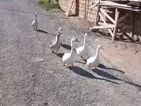 Geese — الصورة 4