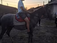 Cavallo, Cavalli — foto 4
