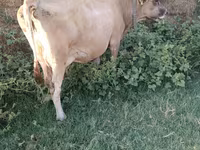 گاو ماده, Russian Black pied cattle — عکس 2