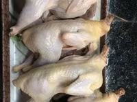 Quails — 1 зураг