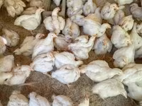 Chickens — fotografija 1