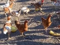 Chickens — รูปภาพ 2