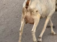 Koza, Saanen goat — foto 2