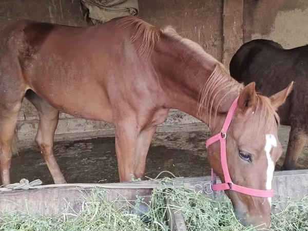 Koń, Orlov Trotter