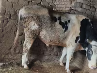 Boğa, Simmental cattle — foto 3