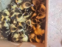 Ducks — foto 2