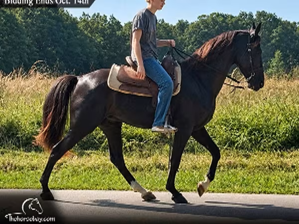 Hengst, Tennessee Walking Horse