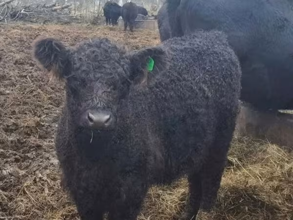 Koe, Galloway koe