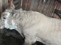 ষাঁড়, Simmental cattle — ছবি 1