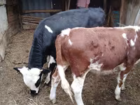 گاو نر, Simmental cattle — عکس 3