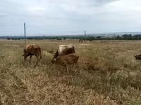 Buğa, Mal-qara — foto 3