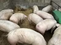 Babi (lot, jantina tidak dinyatakan), Pigs — foto 2