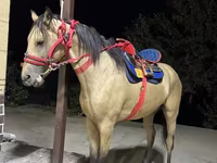 Kuda jantan, Horses — foto 2