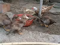 Ducks — foto 1