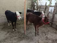 Lo’ (xirmo, jins lama sheegin), Kazakh White-headed cow — sawirka 1