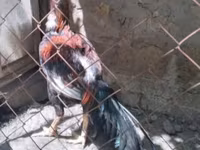 Chickens — Foto 1