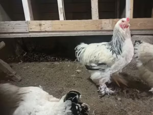 Brahma — Armenia