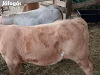 گاو نر, Simmental cattle — عکس 3
