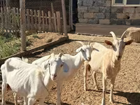 Koza, Saanen goat — fotografija 8