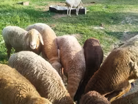 Domba betina, Sheep — foto 2